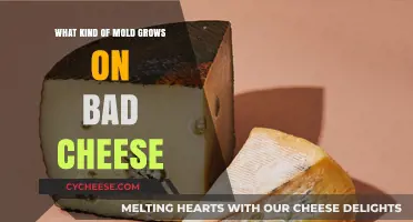 The Unseen Growth: Understanding Mold on Spoiled Cheese