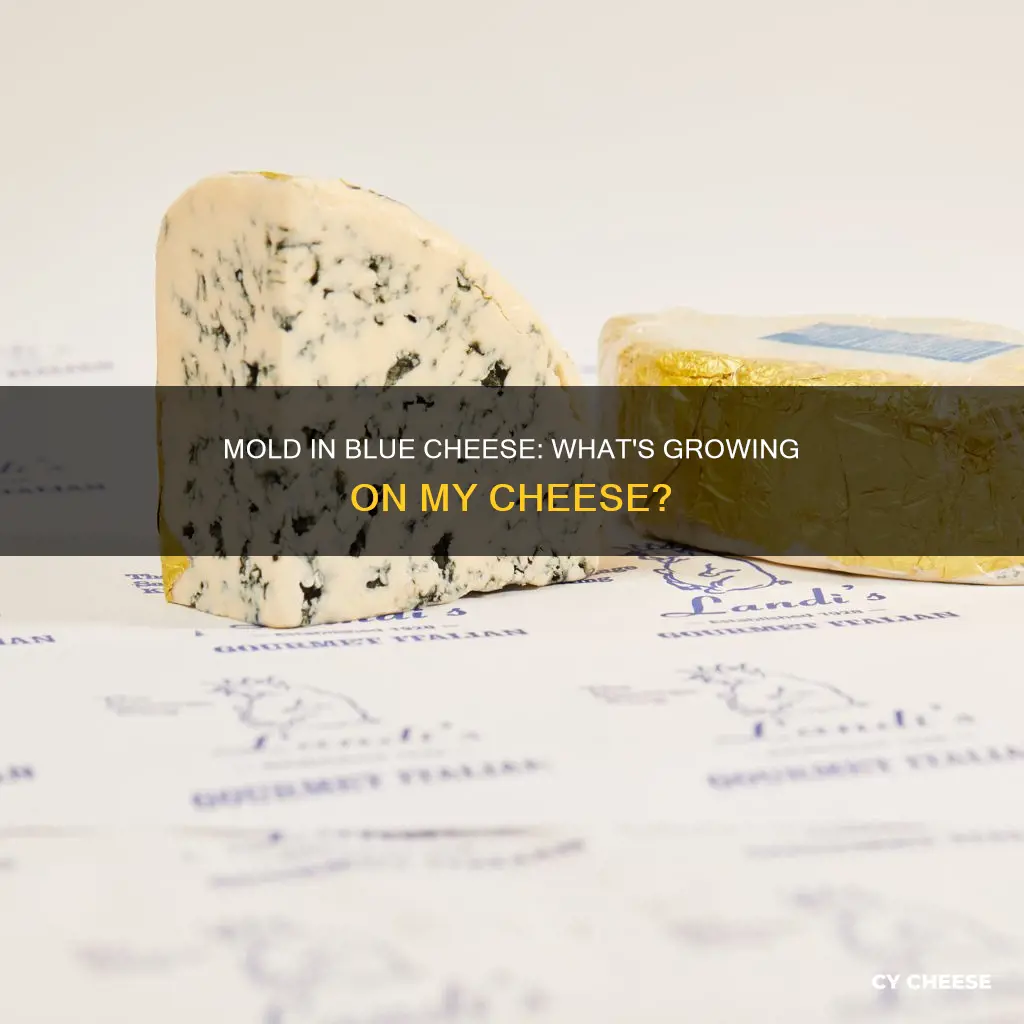 what kind of mold grows on blue cheese