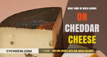 The Surprising Mold on Cheddar: A Cheesy Adventure