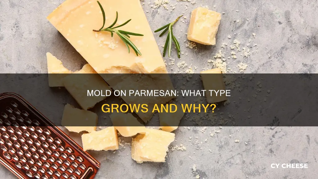 what kind of mold grows on parmesan cheese