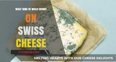 The Surprising Mold Species That Love Swiss Cheese