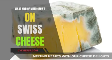 Moldy Mystery: Unveiling Swiss Cheese's Fungal Friends