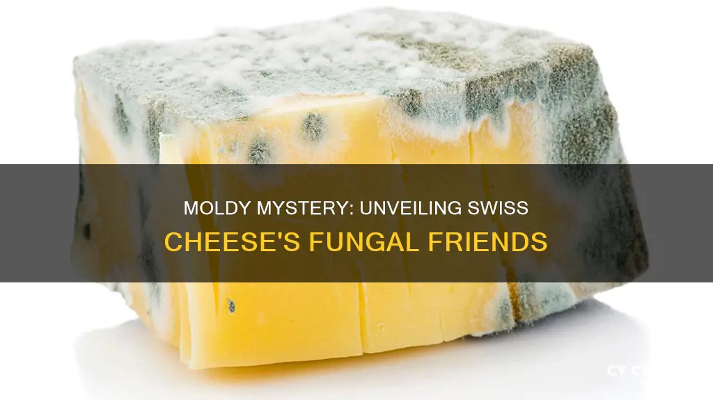 what kind of mold grows on swiss cheese