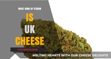 Exploring the UK's Cheesy Delight: A Strain Unveiled