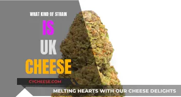 UK Cheese: A Classic Hybrid Strain Explored