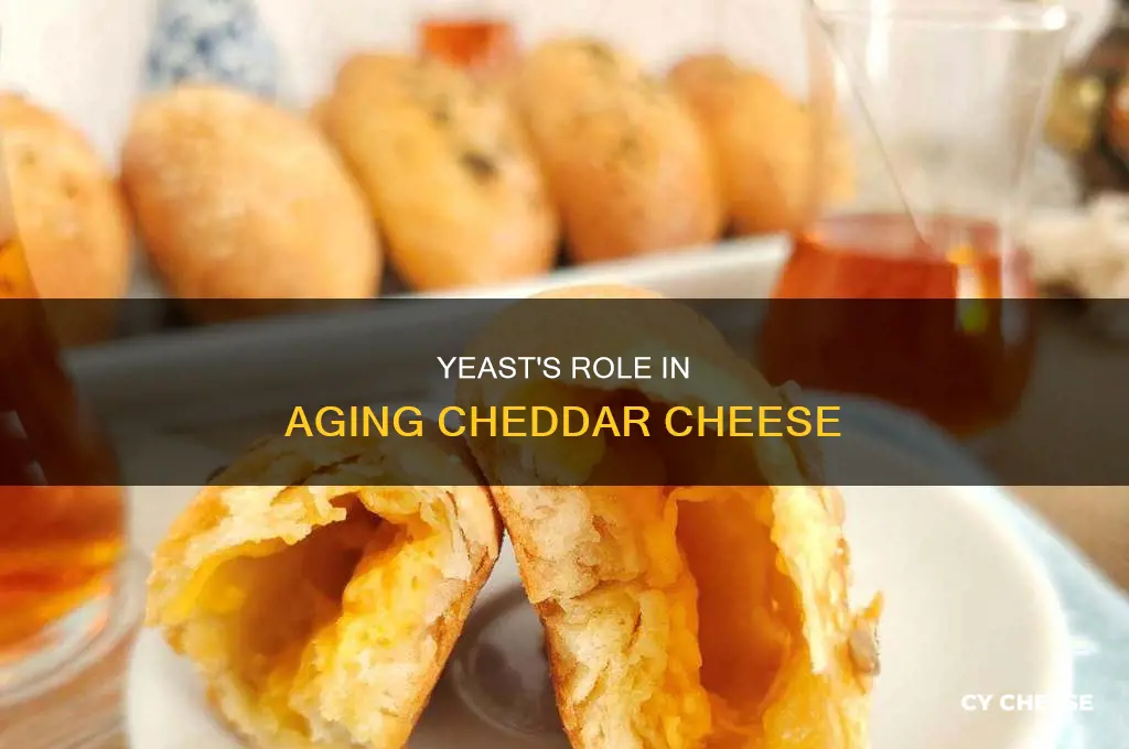 what kind of yeast is used in aged cheddar cheese