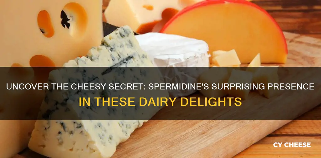 what kinds of cheese contain spermidine