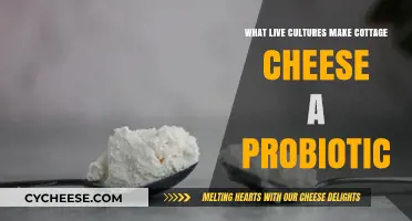 Cottage Cheese Probiotic Power: Live Cultures Behind Its Health Benefits