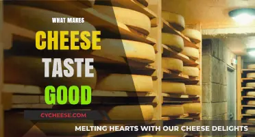 Exploring the Delicious Science Behind Cheese's Irresistible Flavor