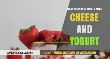 Microbial Magic: The Science Behind Cheese and Yogurt