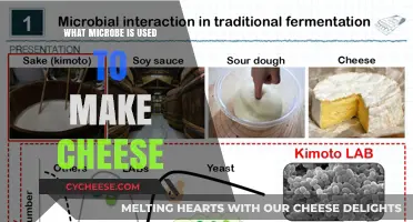Microbial Magic: The Art of Cheesemaking
