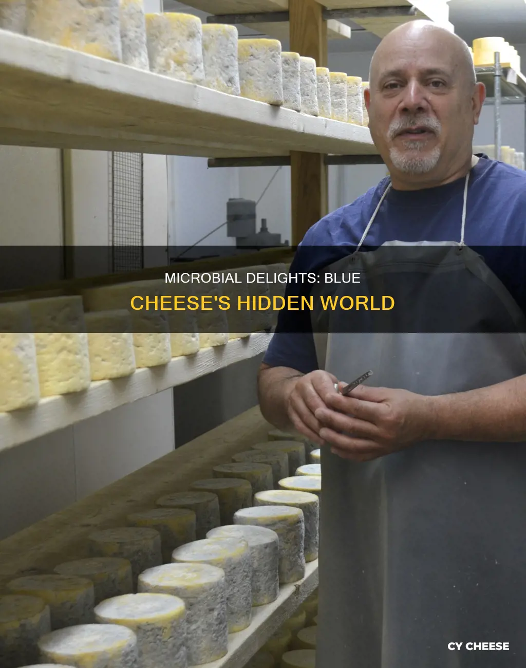 what microbes are in blue cheese