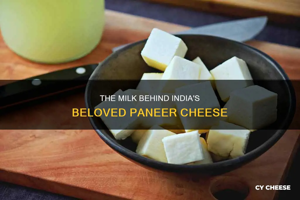 what milk is paneer cheese made from