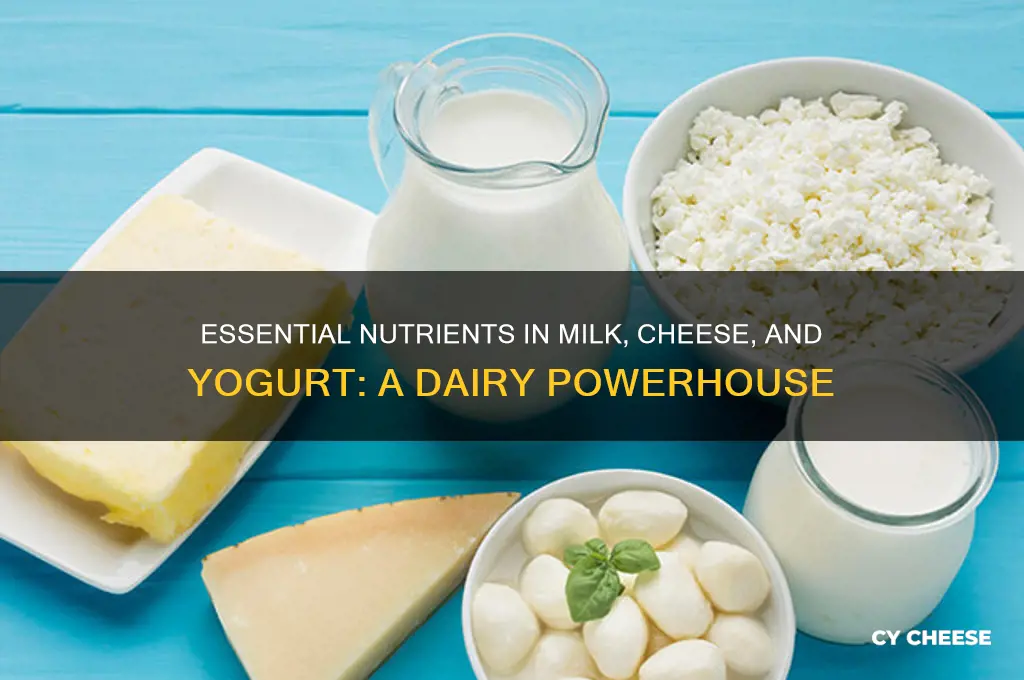 what nutrients are in milk cheese and yogurt