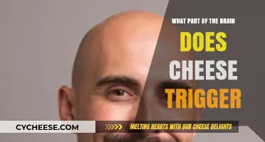 Cheese's Brain Connection: Unveiling the Neurological Response to Dairy Delight