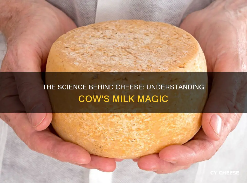 what part of the cow is cheese made from