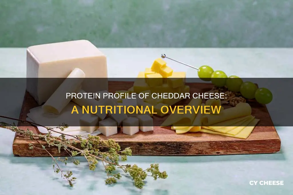 what protein is in cheddar cheese