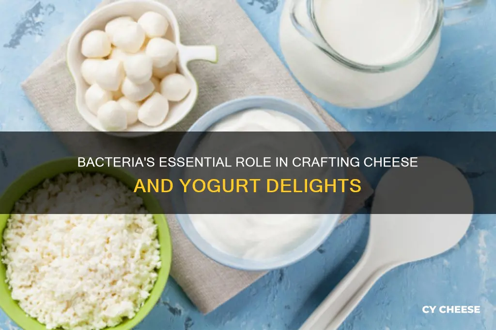 what role does bacteria play in cheese and yogurt production