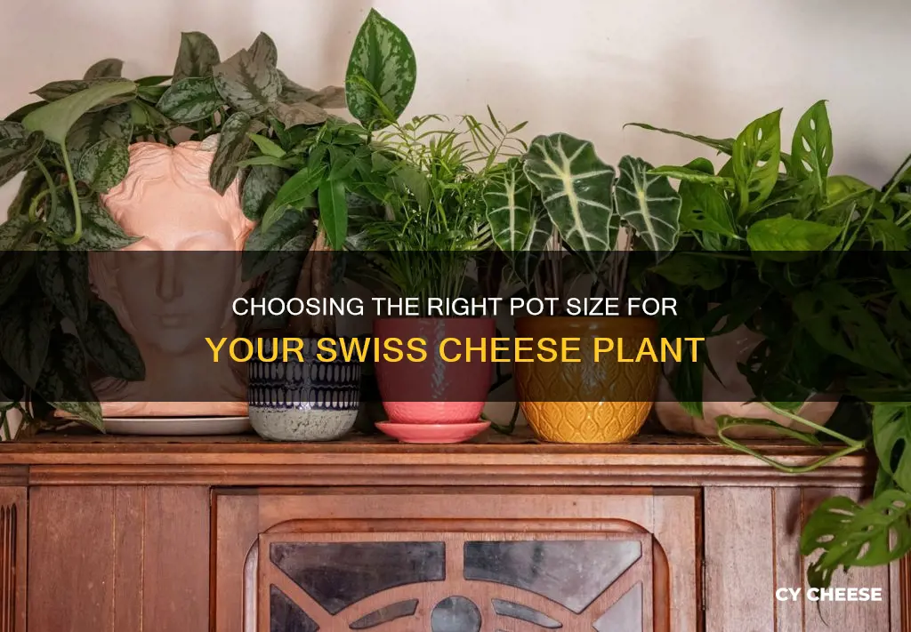 what size pot for swiss cheese plant