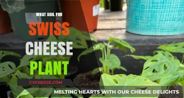 Best Soil Mix for Healthy Swiss Cheese Plant Growth