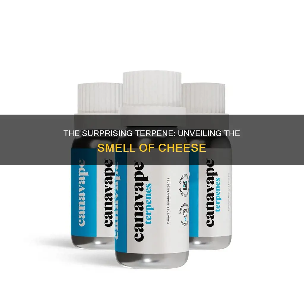 what terpene smells like cheese