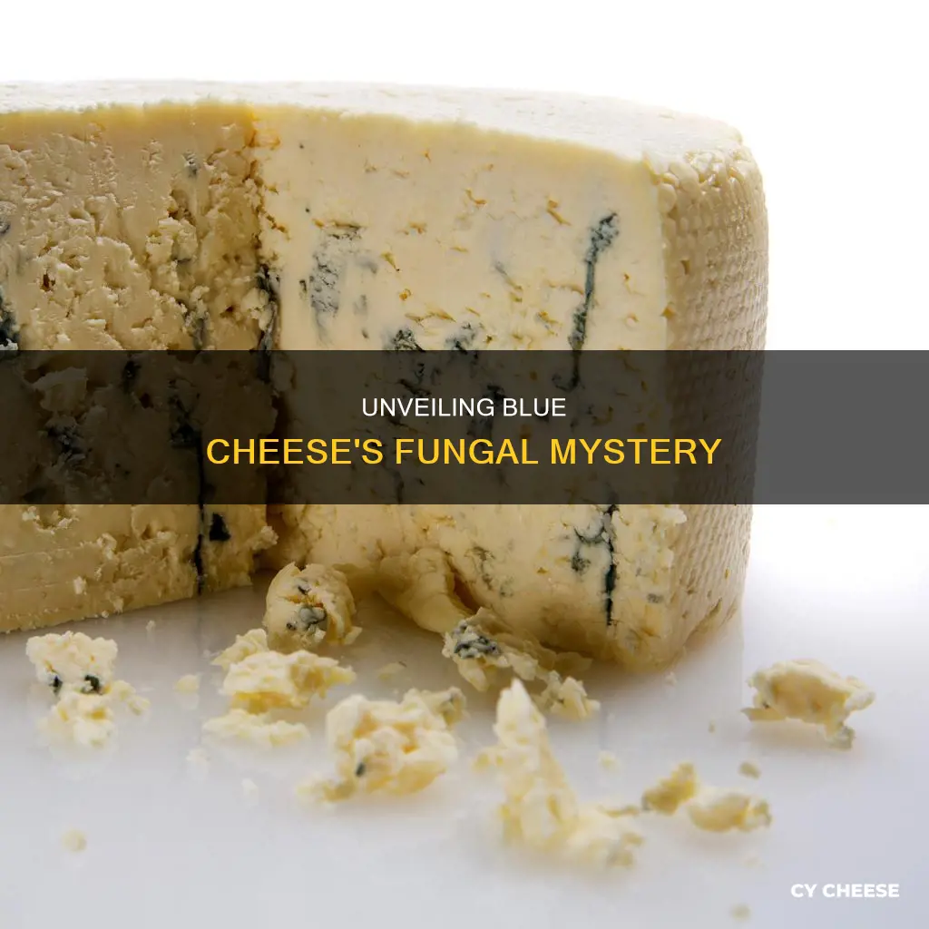 what time of fungi is in blue cheese