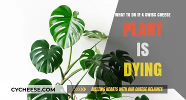 Reviving Swiss Cheese Plants: Tips to Save Your Monstera