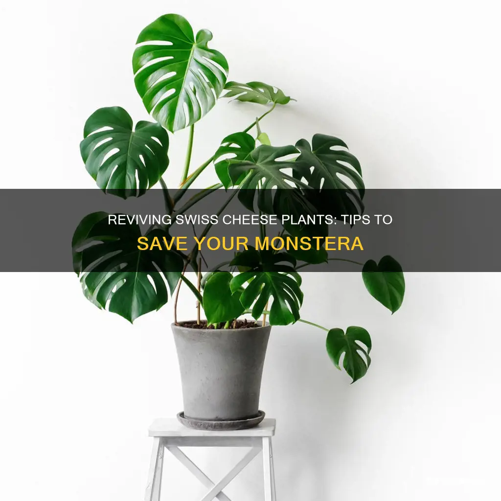 what to do if a swiss cheese plant is dying