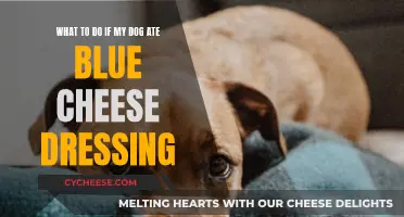 How to Act if Your Dog Ate Blue Cheese Dressing