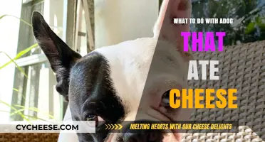 Dog Ate Cheese? Quick Steps to Ensure Your Pet’s Safety