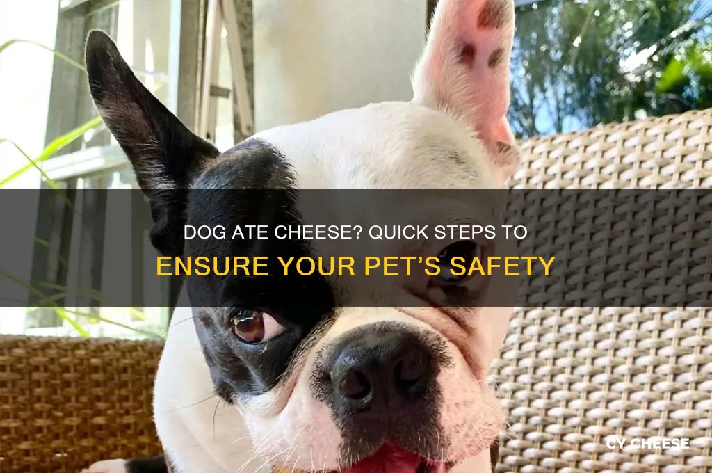 what to do with adog that ate cheese