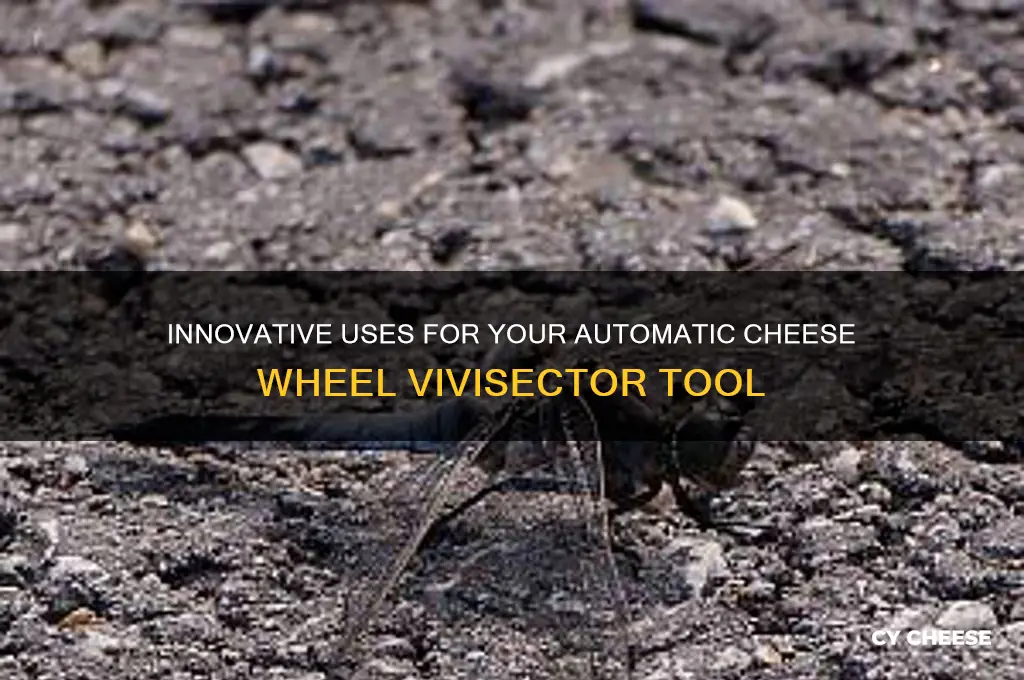 what to do with automatic cheese wheel viviseter