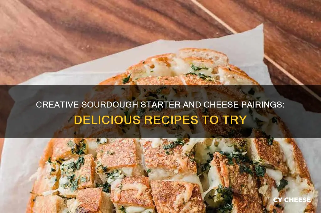 what to do with sourdough starter and cheese