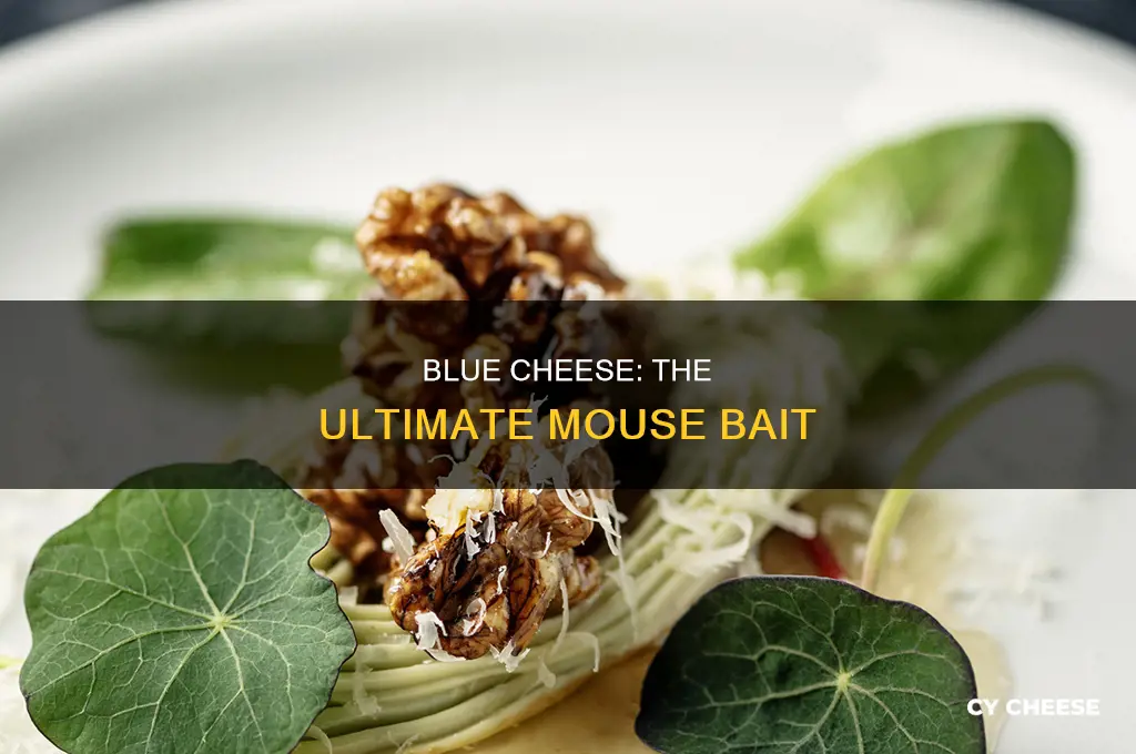 what to use for mouse bait blue cheese