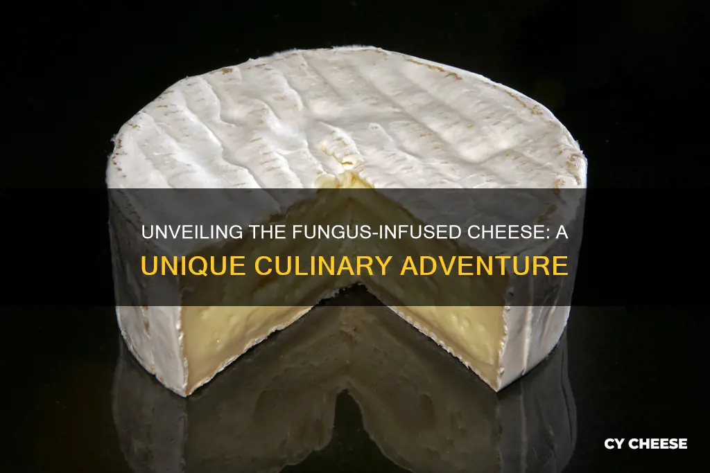 what type of cheese is made with fungus