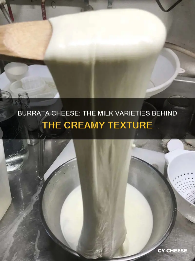 what type of milk is burrata cheese made from