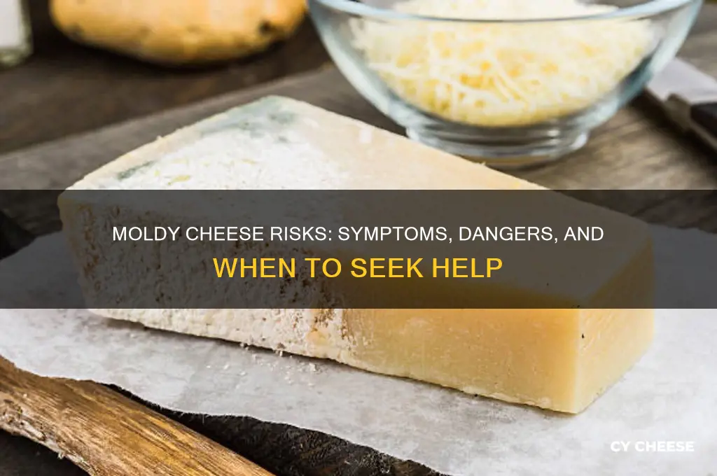 what will happen if i ate moldy cheese