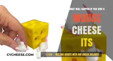 Cheese Its and Mice: Unpredictable Outcomes of an Unusual Snack Experiment