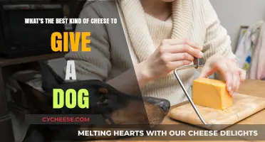 Can Dogs Safely Eat Cheese? The Best Types Explained