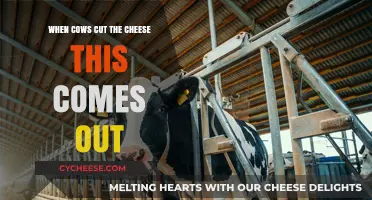 Unveiling the Surprising Science Behind Cow Flatulence and Emissions