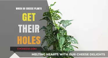 The Mystery of Hole Formation in Cheese Plants