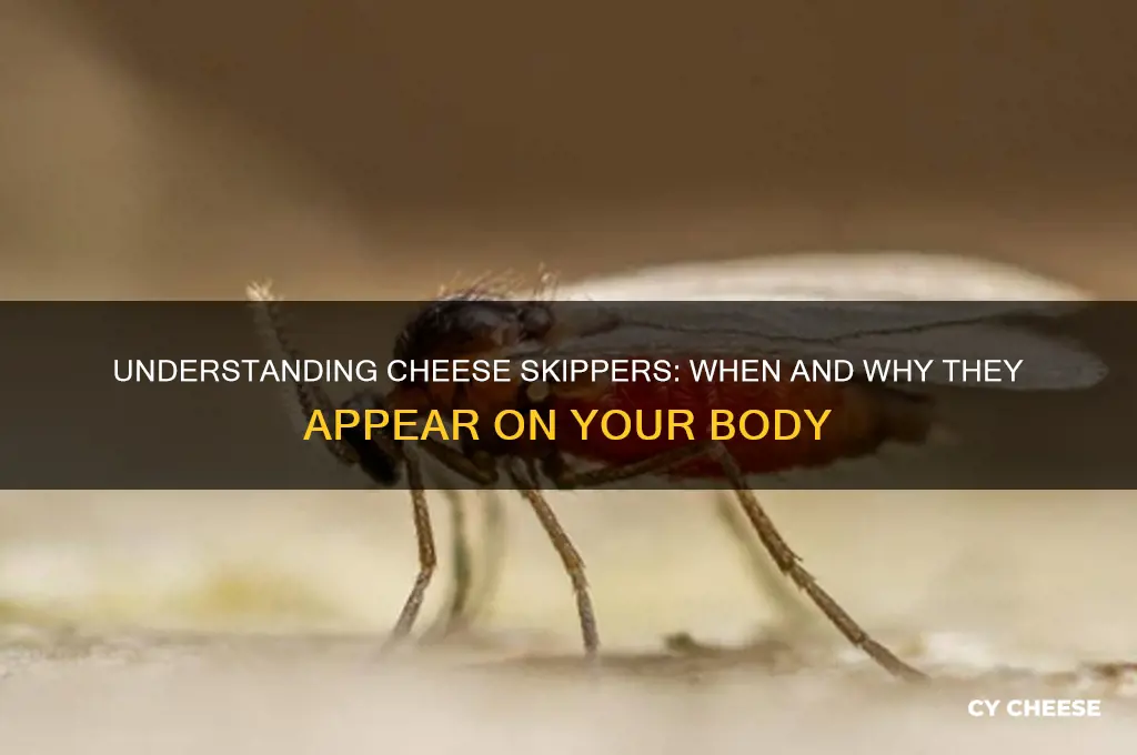when do cheese skippers appear on a body
