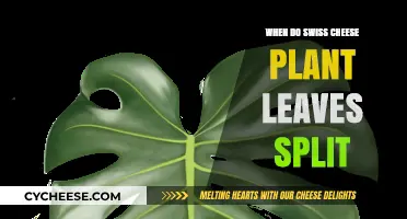 Swiss Cheese Plant: Leaf Splitting Time