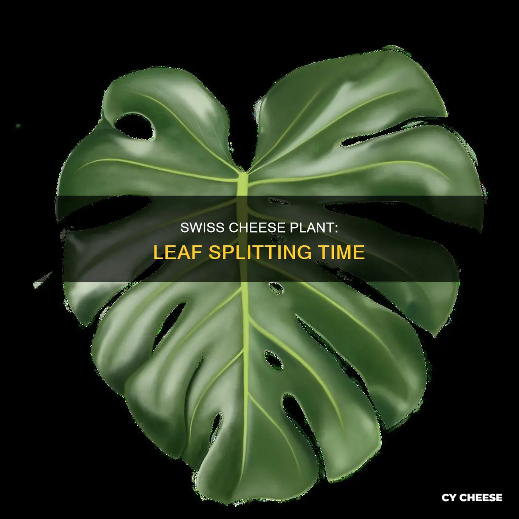 when do swiss cheese plant leaves split