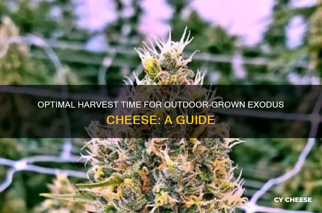 when is harvest time for outdoor grown exodus cheese
