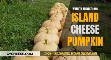 Harvesting Long Island Cheese Pumpkins: Timing for Sweetest Flesh