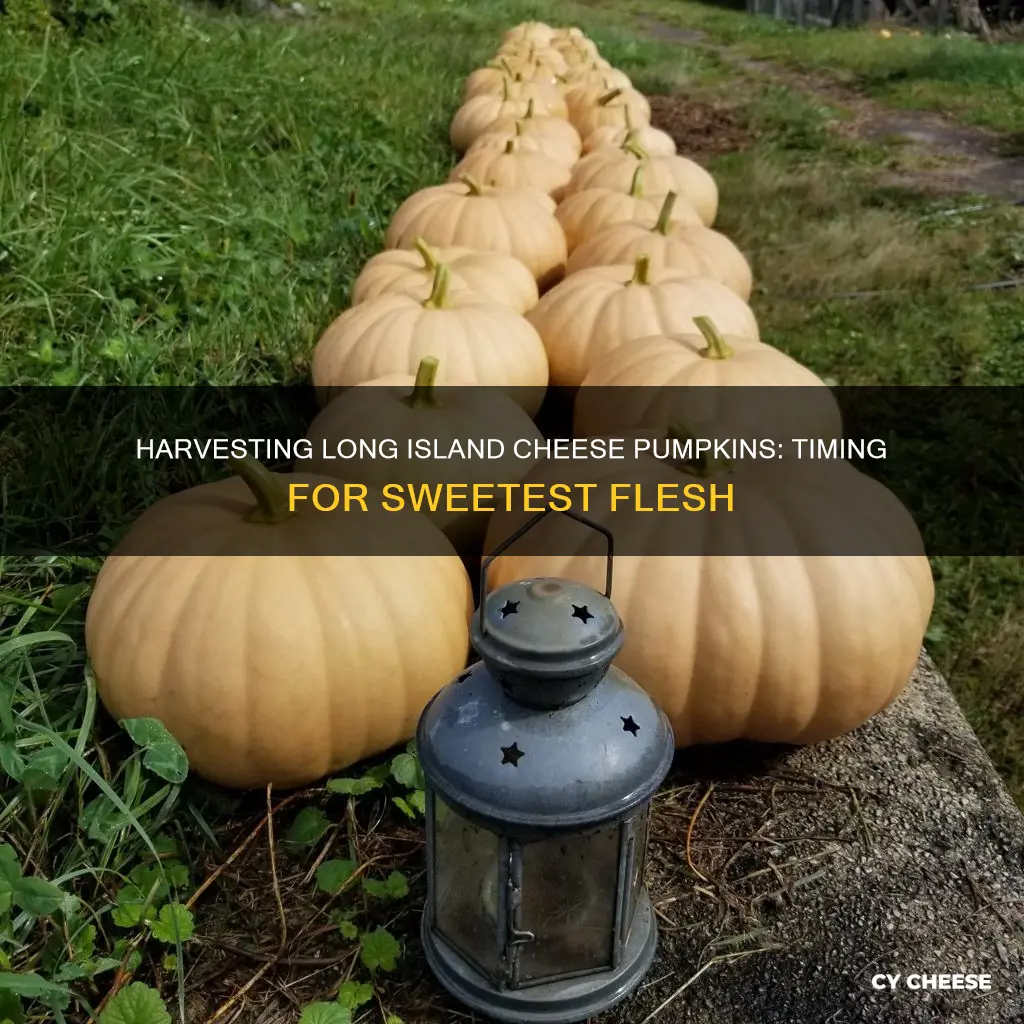 when to harvest long island cheese pumpkin