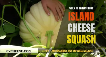 Harvesting Long Island Cheese Squash: Timing for Sweetest Flavor