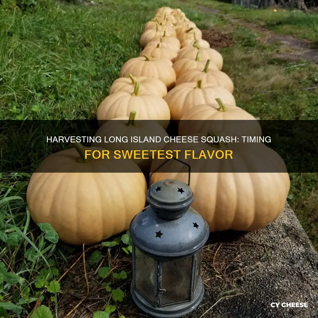 when to harvest long island cheese squash