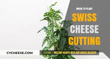 Spring Gardening: Plant Swiss Cheese Cuttings in March